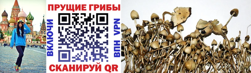 Псилоцибиновые грибы ЛСД  Купить закладки  Кинешма 